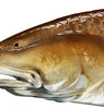 Red drum fish sticker