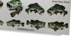Bass Fish Scale Sheet