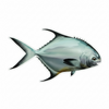 5" Permit Fish Sticker