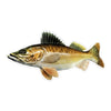 5" Walleye Fish Sticker