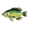 4" Crappie Fish Sticker