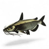 5" Catfish Sticker by Real Sticky