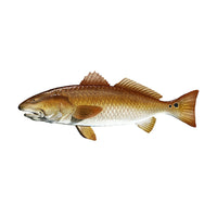 Redfish 7 inch Sticker