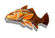 Redfish Painted Sticker