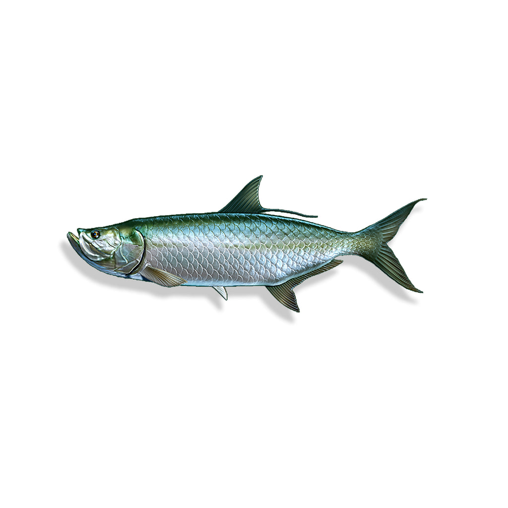Tarpon Fish 7 inch Sticker